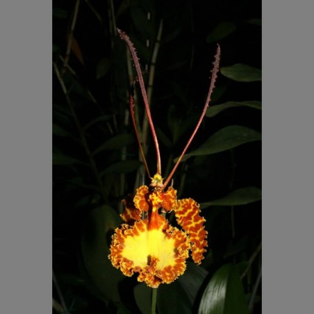 Psychopsis krameriana