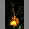 Psychopsis krameriana
