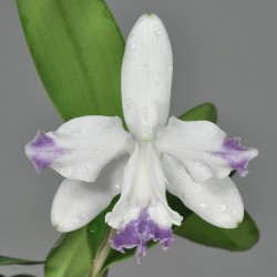 Cattleya intermedia var. aquinii f. coerulea