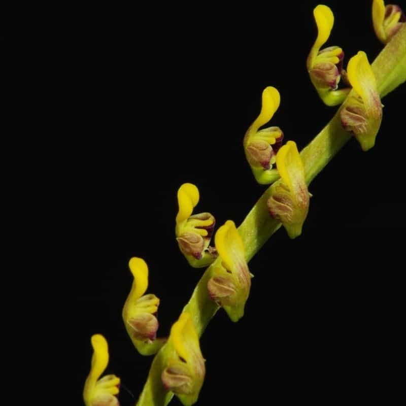 Bulbophyllum falcatum