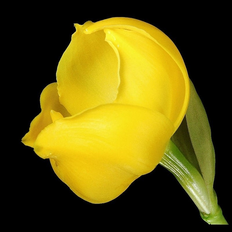 Anguloa clowesii var. flava