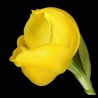Anguloa clowesii var. flava