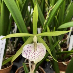 Brassocattleya Binosa 'Exotic Lime'