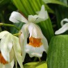 Coelogyne Memoria W. Micholitz