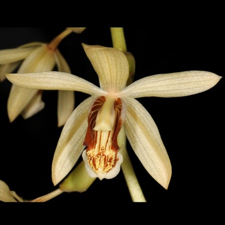 Coelogyne tomentosa