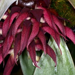 Bulbophyllum fletcherianum