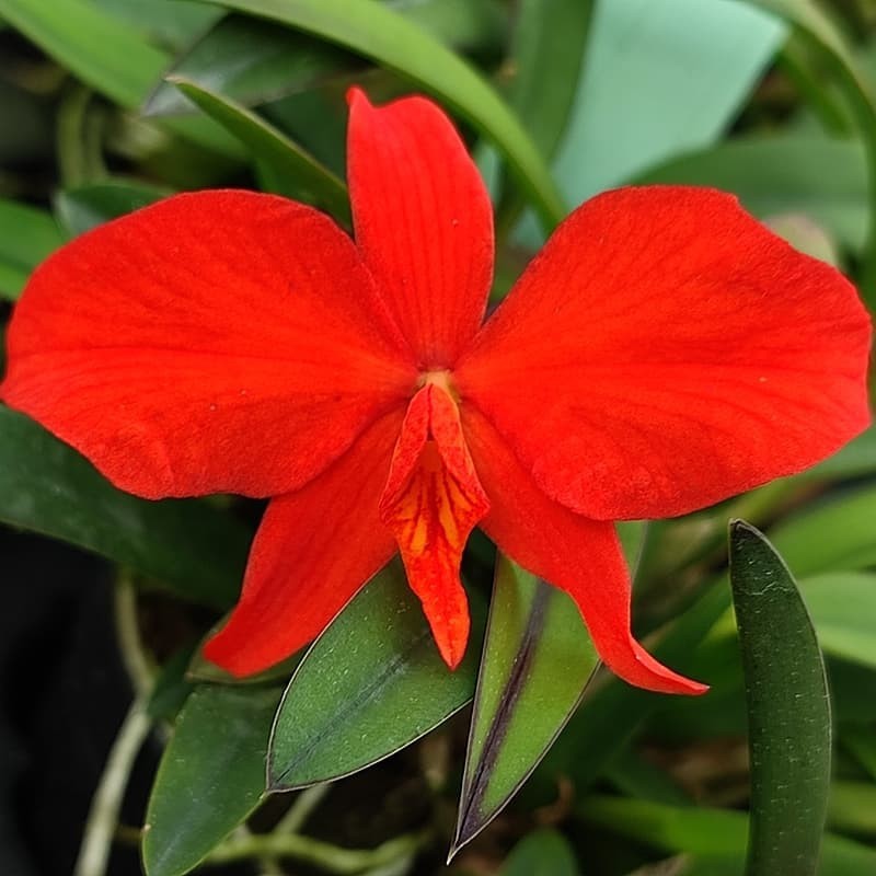 Cattleya coccinea