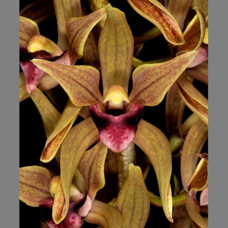 Cymbidium devonianum