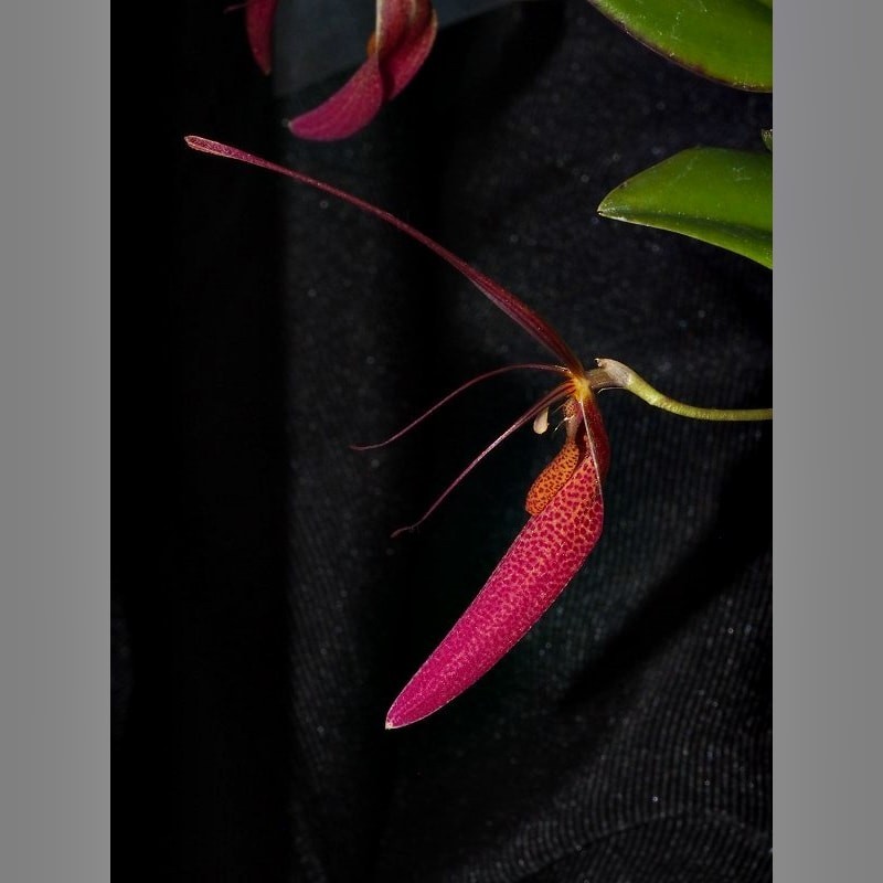 Restrepia guttulata 'Framboise' [AO-03941]