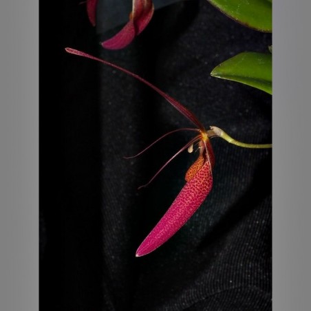 Restrepia guttulata 'Framboise' [AO-03941]