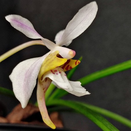 Holcoglossum Incantatio