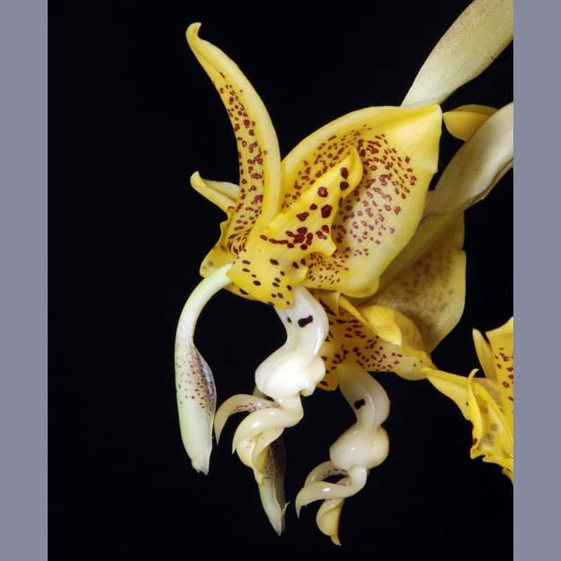 Stanhopea dodsoniana