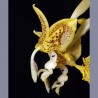 Stanhopea dodsoniana