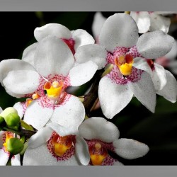 Sarcochilus Fitzhart