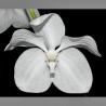 Vanda coerulea f. luwangalba