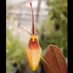 Restrepia metae