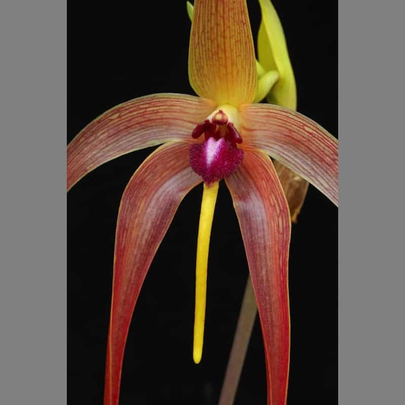 Bulbophyllum echinolabium