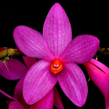 Dendrobium glomeratum