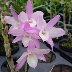 Dendrobium Princess 'Petite Parasol'