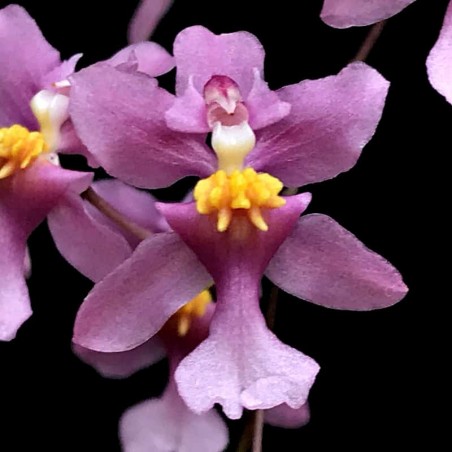 Oncidium sotoanum