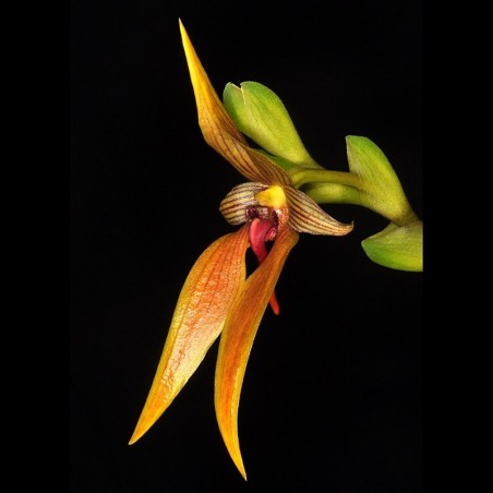 Bulbophyllum amplebracteatum subsp. orthoglossum