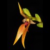 Bulbophyllum amplebracteatum subsp. orthoglossum