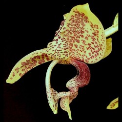Stanhopea guttulata