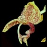 Stanhopea guttulata