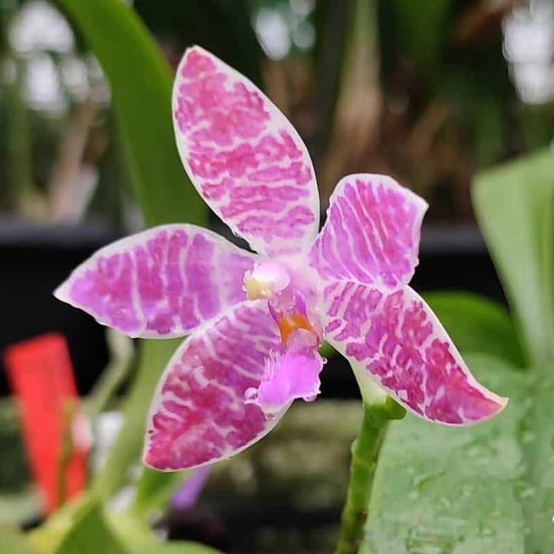Phalaenopsis lueddemanniana