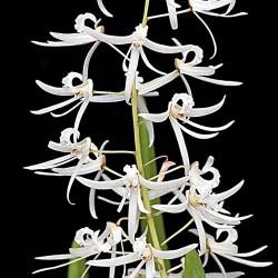 Dendrobium wassellii