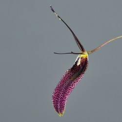 Restrepia condorensis [AO-03981]