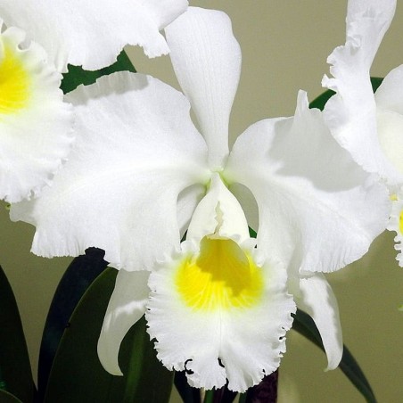 Cattleya trianae f. alba