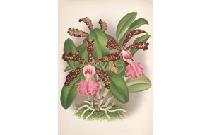 
			                        			Cattleya aclandiae